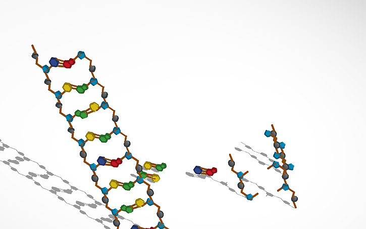 3D design DNA FİNİSH - Tinkercad