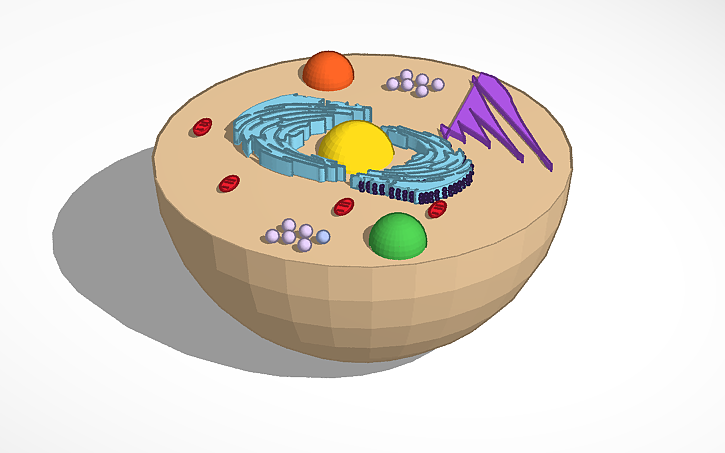 Test Cell Tinker 3D design Animal Cell | Tinkercad