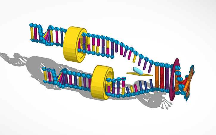 3D design DNA Replication 1036679, 1036333, 1037748, 1037233, 1037787 ...