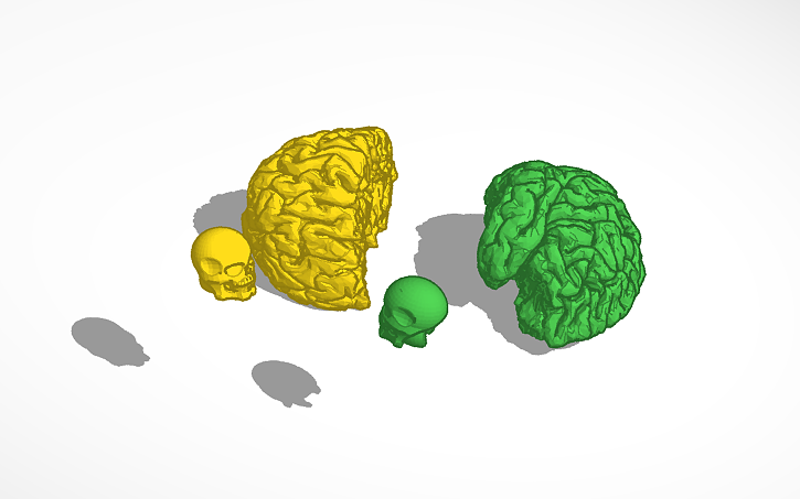 3D design model brain/skull anatomy - Tinkercad
