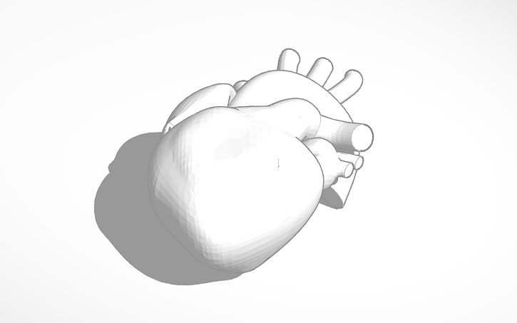 Model Of Human Heart Tinkercad