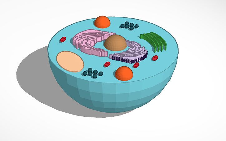 3D design Animal Cell - Tinkercad