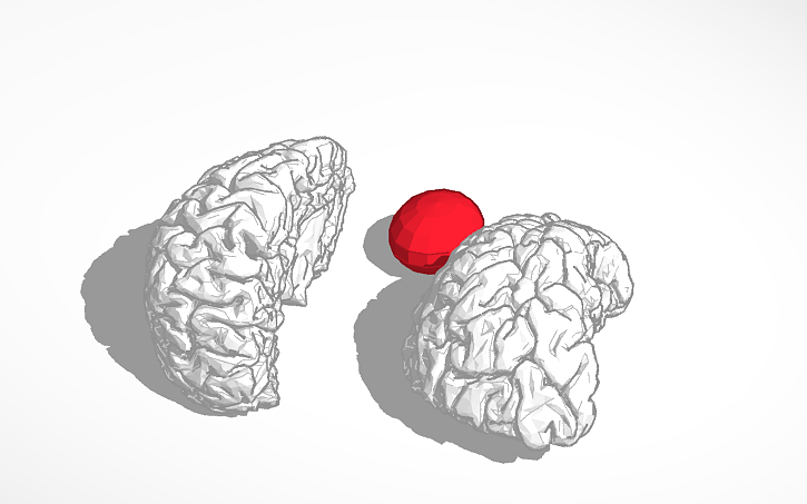 3D design Brain - Tinkercad