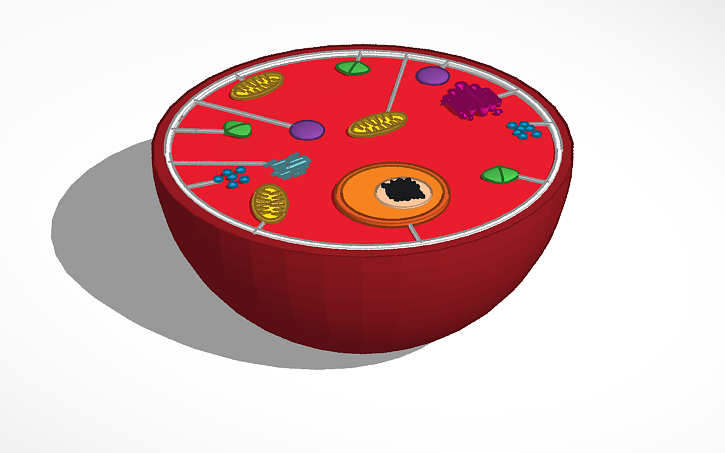 3D design Cell Model - Tinkercad