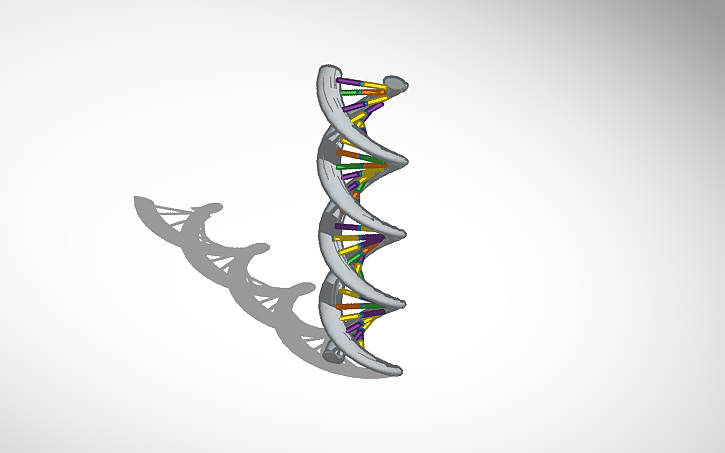 3D design DNA - Tinkercad