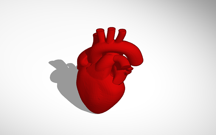 3D design Human Heart Model - Red - Tinkercad